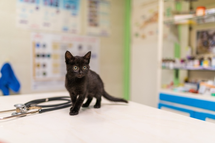 Ветеринарномедицинска обработка на котки в град Мездра 